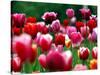 Rain Drops Twinkle on Blooming Tulips on a Field near Freiburg, Germany-Winfried Rothermel-Stretched Canvas