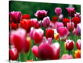 Rain Drops Twinkle on Blooming Tulips on a Field near Freiburg, Germany-Winfried Rothermel-Stretched Canvas