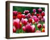 Rain Drops Twinkle on Blooming Tulips on a Field near Freiburg, Germany-Winfried Rothermel-Framed Premium Photographic Print