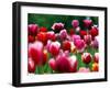 Rain Drops Twinkle on Blooming Tulips on a Field near Freiburg, Germany-Winfried Rothermel-Framed Premium Photographic Print