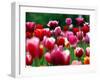 Rain Drops Twinkle on Blooming Tulips on a Field near Freiburg, Germany-Winfried Rothermel-Framed Premium Photographic Print