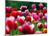 Rain Drops Twinkle on Blooming Tulips on a Field near Freiburg, Germany-Winfried Rothermel-Mounted Premium Photographic Print