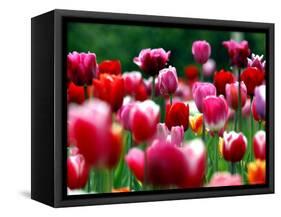 Rain Drops Twinkle on Blooming Tulips on a Field near Freiburg, Germany-Winfried Rothermel-Framed Stretched Canvas