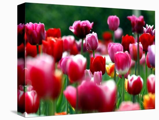 Rain Drops Twinkle on Blooming Tulips on a Field near Freiburg, Germany-Winfried Rothermel-Stretched Canvas