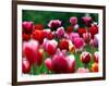 Rain Drops Twinkle on Blooming Tulips on a Field near Freiburg, Germany-Winfried Rothermel-Framed Photographic Print