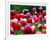 Rain Drops Twinkle on Blooming Tulips on a Field near Freiburg, Germany-Winfried Rothermel-Framed Photographic Print