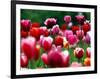 Rain Drops Twinkle on Blooming Tulips on a Field near Freiburg, Germany-Winfried Rothermel-Framed Photographic Print