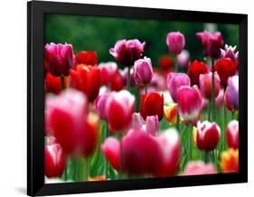 Rain Drops Twinkle on Blooming Tulips on a Field near Freiburg, Germany-Winfried Rothermel-Framed Photographic Print