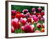 Rain Drops Twinkle on Blooming Tulips on a Field near Freiburg, Germany-Winfried Rothermel-Framed Photographic Print