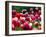 Rain Drops Twinkle on Blooming Tulips on a Field near Freiburg, Germany-Winfried Rothermel-Framed Photographic Print