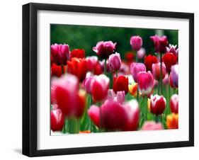 Rain Drops Twinkle on Blooming Tulips on a Field near Freiburg, Germany-Winfried Rothermel-Framed Photographic Print