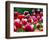 Rain Drops Twinkle on Blooming Tulips on a Field near Freiburg, Germany-Winfried Rothermel-Framed Photographic Print