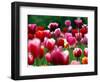 Rain Drops Twinkle on Blooming Tulips on a Field near Freiburg, Germany-Winfried Rothermel-Framed Photographic Print