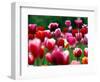 Rain Drops Twinkle on Blooming Tulips on a Field near Freiburg, Germany-Winfried Rothermel-Framed Photographic Print