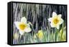 Rain falling on Daffodils-Roy Morsch-Framed Stretched Canvas