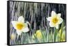 Rain falling on Daffodils-Roy Morsch-Framed Stretched Canvas
