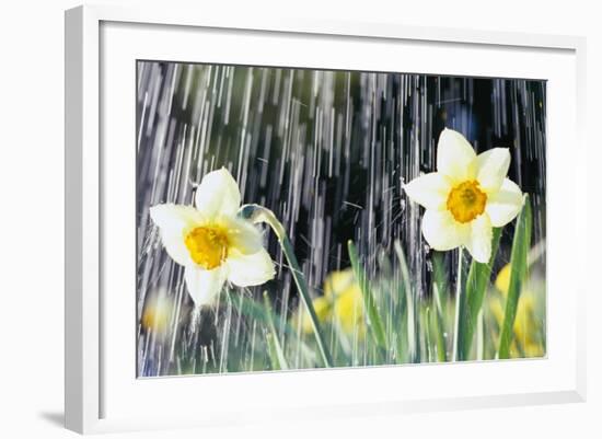 Rain falling on Daffodils-Roy Morsch-Framed Photographic Print