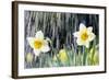 Rain falling on Daffodils-Roy Morsch-Framed Photographic Print