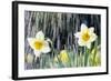 Rain falling on Daffodils-Roy Morsch-Framed Photographic Print