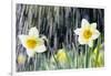 Rain falling on Daffodils-Roy Morsch-Framed Photographic Print