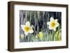 Rain falling on Daffodils-Roy Morsch-Framed Photographic Print