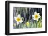 Rain falling on Daffodils-Roy Morsch-Framed Photographic Print