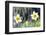 Rain falling on Daffodils-Roy Morsch-Framed Photographic Print