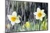 Rain falling on Daffodils-Roy Morsch-Mounted Photographic Print