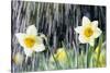 Rain falling on Daffodils-Roy Morsch-Stretched Canvas