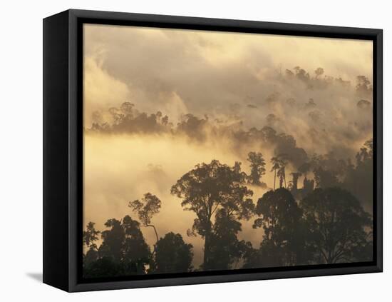 Rain Forest, Borneo, Southeast Asia-Lousie Murray-Framed Stretched Canvas
