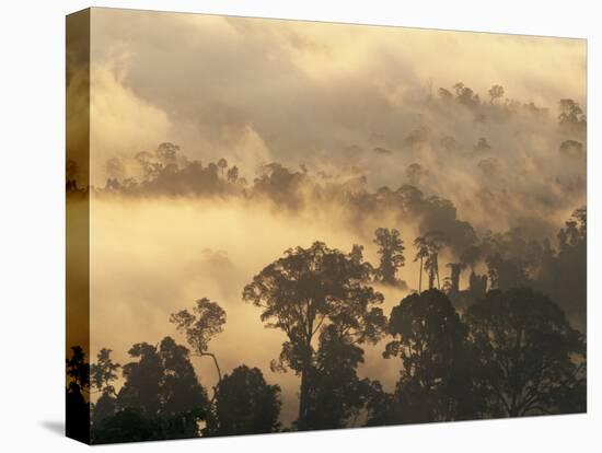 Rain Forest, Borneo, Southeast Asia-Lousie Murray-Stretched Canvas