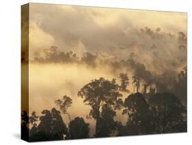 Rain Forest, Borneo, Southeast Asia-Lousie Murray-Stretched Canvas