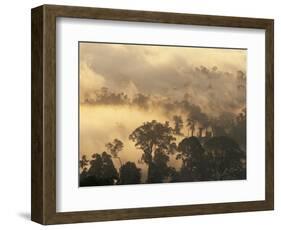 Rain Forest, Borneo, Southeast Asia-Lousie Murray-Framed Photographic Print