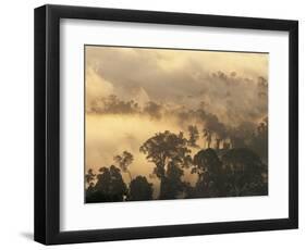 Rain Forest, Borneo, Southeast Asia-Lousie Murray-Framed Photographic Print