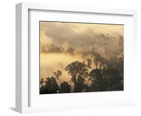 Rain Forest, Borneo, Southeast Asia-Lousie Murray-Framed Photographic Print