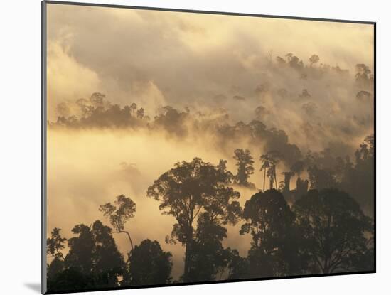 Rain Forest, Borneo, Southeast Asia-Lousie Murray-Mounted Photographic Print