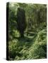 Rain Forest, Brazil-null-Stretched Canvas