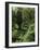 Rain Forest, Brazil-null-Framed Photographic Print