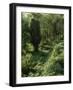 Rain Forest, Brazil-null-Framed Photographic Print