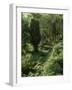 Rain Forest, Brazil-null-Framed Photographic Print