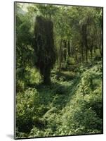 Rain Forest, Brazil-null-Mounted Photographic Print