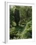 Rain Forest, Brazil-null-Framed Photographic Print