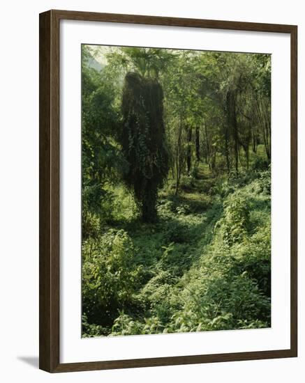 Rain Forest, Brazil-null-Framed Photographic Print