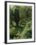 Rain Forest, Brazil-null-Framed Photographic Print