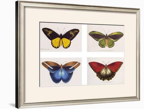 Rain Forest Butterflies-Robert British-Framed Art Print