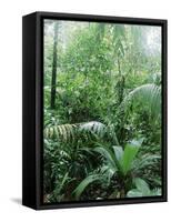 Rain Forest, Costa Rica-Lynn M^ Stone-Framed Stretched Canvas