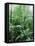 Rain Forest, Costa Rica-Lynn M^ Stone-Framed Stretched Canvas