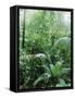 Rain Forest, Costa Rica-Lynn M^ Stone-Framed Stretched Canvas