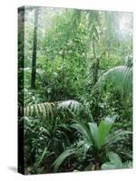 Rain Forest, Costa Rica-Lynn M^ Stone-Stretched Canvas