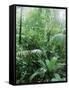 Rain Forest, Costa Rica-Lynn M^ Stone-Framed Stretched Canvas
